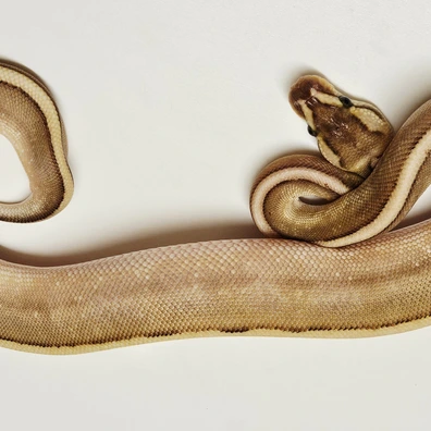 Bamboo Pastel G-stripe Ball Python - male for sale from Albinoreptiles