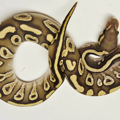 Hypo Mojave Ball Python - female for sale from Albinoreptiles
