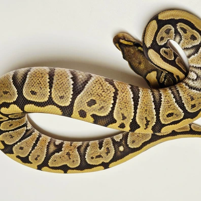 Hypo Ball Python - female for sale from Albinoreptiles