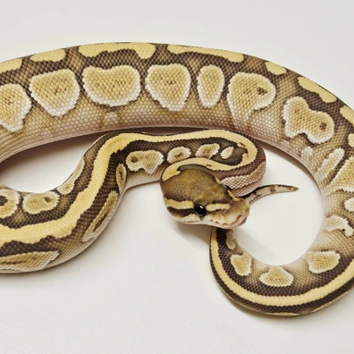Hypo Butter Ball Python - female for sale from Albinoreptiles