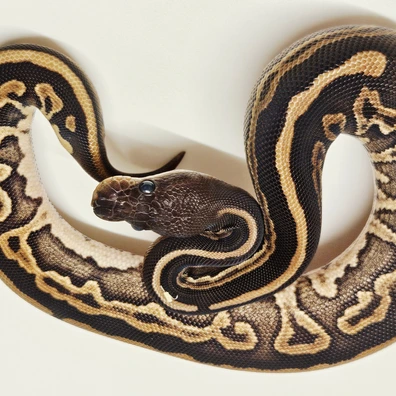 Black Pastel Acid G-stripe Ball Python - female for sale from Albinoreptiles