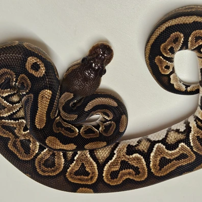 Black Pastel 66% Het G-stripe Ball Python - female for sale from Albinoreptiles