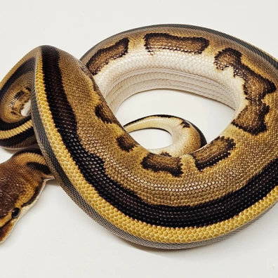 Leopard G-stripe Het Clown Ball Python - male for sale from Albinoreptiles