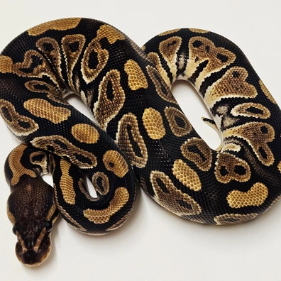 Dh Desert Ghost Clown Ball Python - female for sale from Albinoreptiles