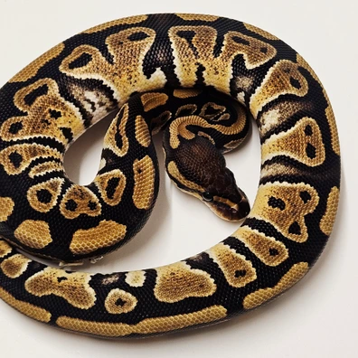 Dh Desert Ghost Clown Ball Python - female for sale from Albinoreptiles