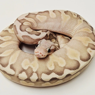 Super Pastel Ghi Butter Het Clown Ball Python - female for sale from Albinoreptiles