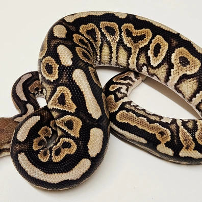 Cinnamon Fire Het Clown Ball Python - male for sale from Albinoreptiles