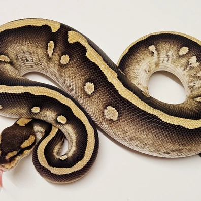 Wookie Mojave Het Clown Ball Python - female for sale from Albinoreptiles