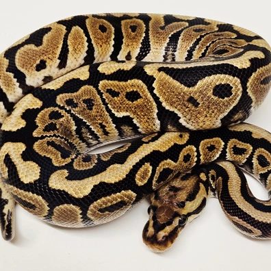 Spotnose Het Clown Ball Python - female for sale from Albinoreptiles