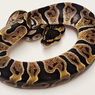 Ghi Het Clown Ball Python - female for sale from Albinoreptiles