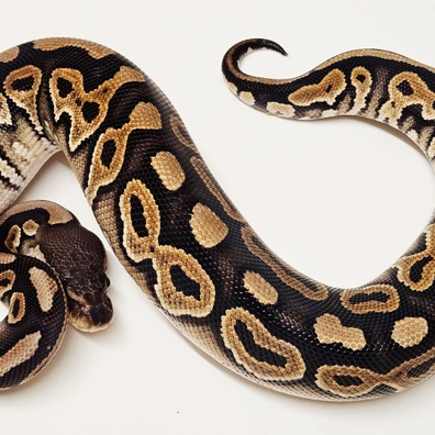 Cinnamon Het Clown Ball Python - female for sale from Albinoreptiles