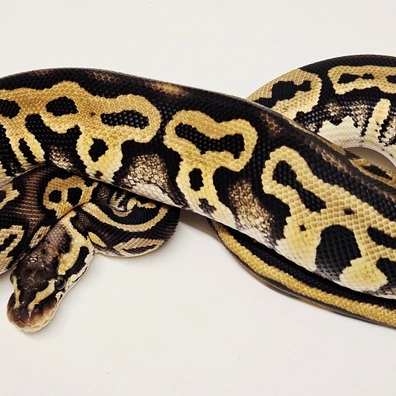 Pastel Leopard Het Clown Ball Python - female for sale from Albinoreptiles
