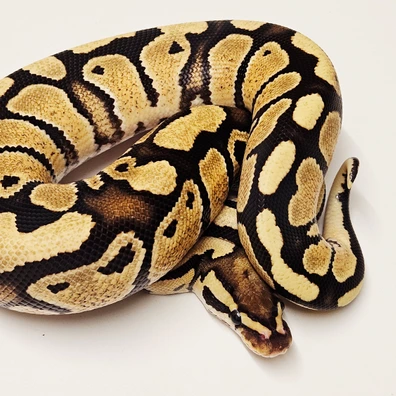 Fire Het Clown Ball Python - male for sale from Albinoreptiles
