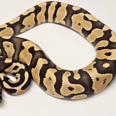 Black Pastel Enchi Desert Ghost Acid Ball Python - male for sale from Albinoreptiles