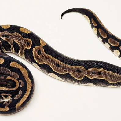 Mahogany Leopard Het Desert Ghost Ball Python - male for sale from Albinoreptiles
