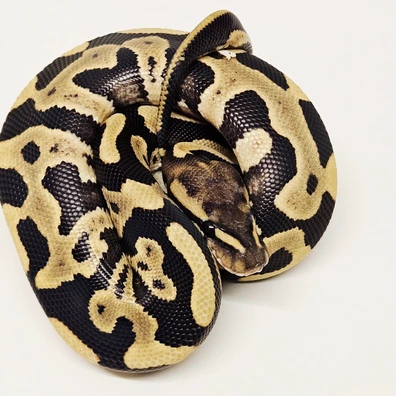 Desert Ghost Leopard Mahogany Ball Python - male for sale from Albinoreptiles