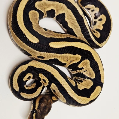 Leopard Mahogany Desert Ghost Ball Python - male for sale from Albinoreptiles