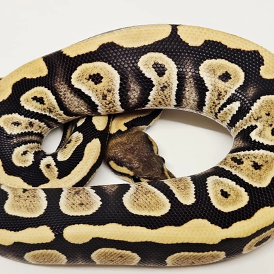 Desert Ghost Mahogany Ball Python - female for sale from Albinoreptiles