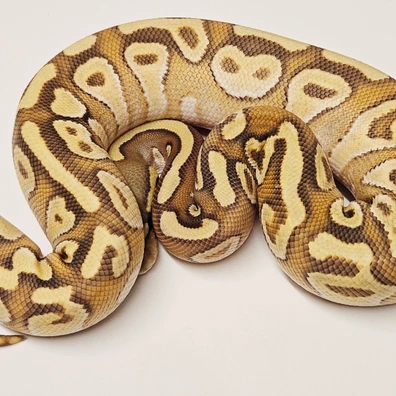 Red Stripe Hypo Mojave Ball Python - female for sale from Albinoreptiles