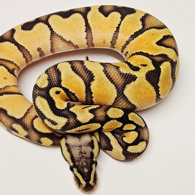 Pastel Red Stripe Hypo Ball Python - female for sale from Albinoreptiles