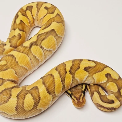 Enchi Hypo Butter Ball Python - female for sale from Albinoreptiles