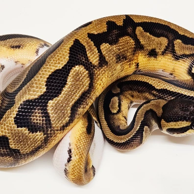 Pied Ball Python - female for sale from Albinoreptiles