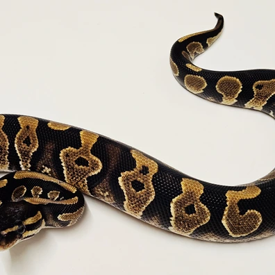 Green Pastel Yb Het Monarch Ball Python - male for sale from Albinoreptiles