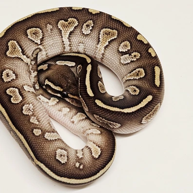 Butter Stranger Ball Python - male for sale from Albinoreptiles