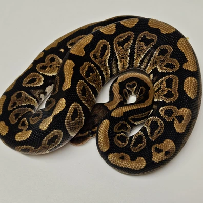 Black Pastel Het Clown Ball Python - male for sale from Albinoreptiles