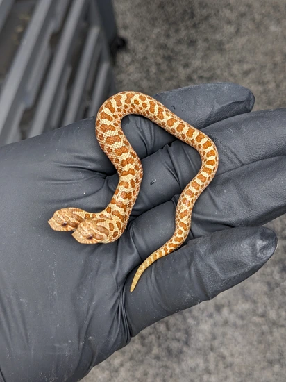 【2頭ペア】パピリオ・インドラ（ネバダ州/アメリカ） LG Toffee 2 Headed Goddess Western Hognose by ACL Hogs