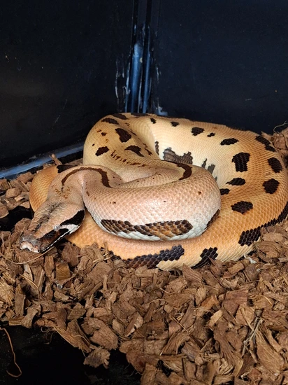 007 Het T+ Blood Python by Dark Science Reptiles
