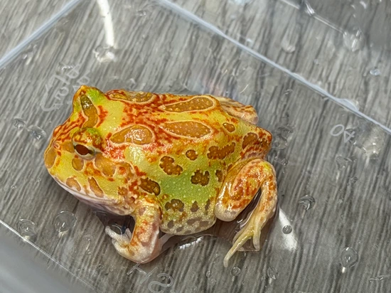 Pacman Exotics Pac-Man Frogs - Sunbursts & Strawberries Pacman Frog by Sterling Exotics