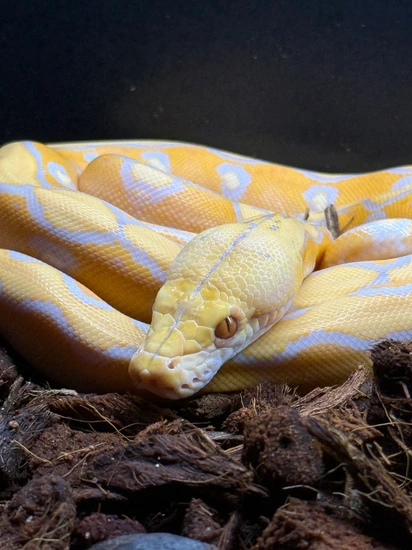 Purple Albino Poss Het OGS Reticulated Python by The Snake Lounge