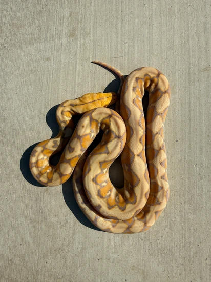 37.5% Kalatoa/Selayer Purple Albino Het Snow Reticulated Python by The ...
