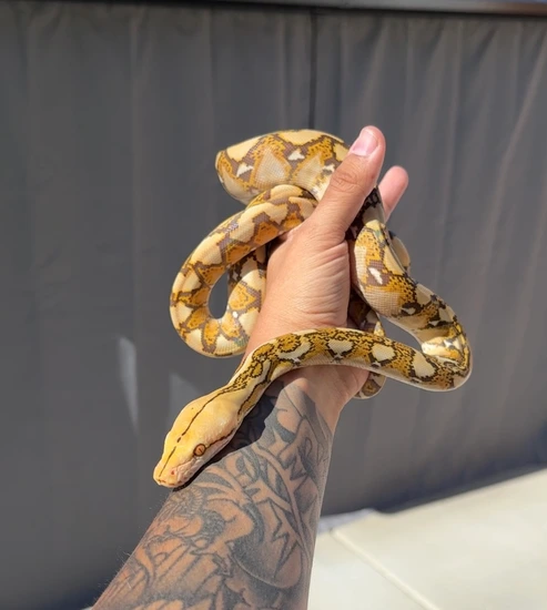 Mochino Poss Het Orange Ghost Stripe Reticulated Python by The Snake Lounge