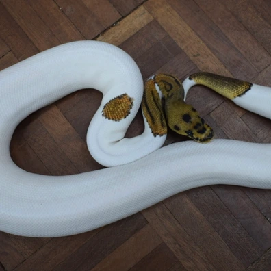 YB Leopard Clown Pied Ball Python - female for sale from Alex’s Exotics