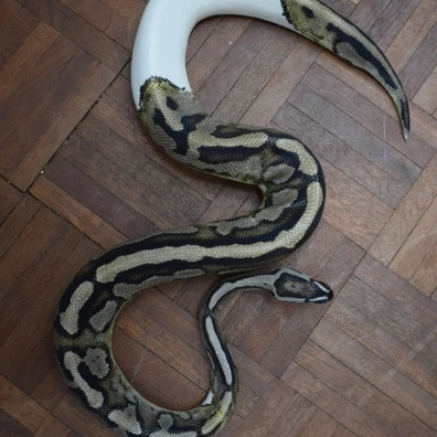 VPI Axanthic Pied Ball Python - female for sale from Alex’s Exotics
