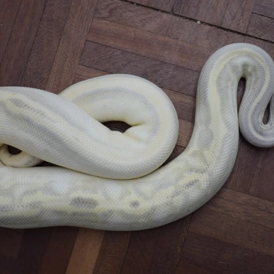 Pastel Mojave Leopard Highway 100% Het Pied Ball Python - female for sale from Alex’s Exotics