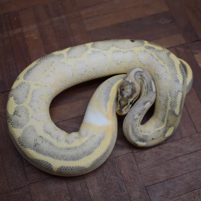 Leopard Highway 100% Het Pied Ball Python - female for sale from Alex’s Exotics