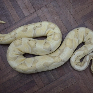 Banana Enchi Ball Python - female for sale from Alex’s Exotics