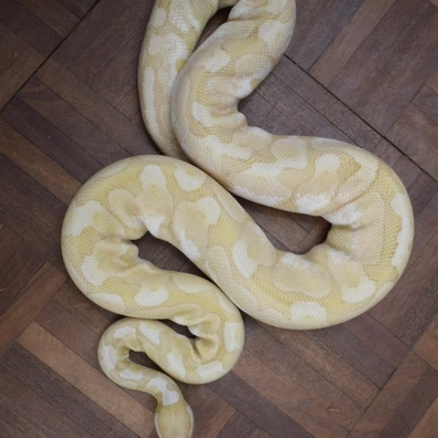 Banana Bamboo Enchi Fire Calico Ball Python - female for sale from Alex’s Exotics