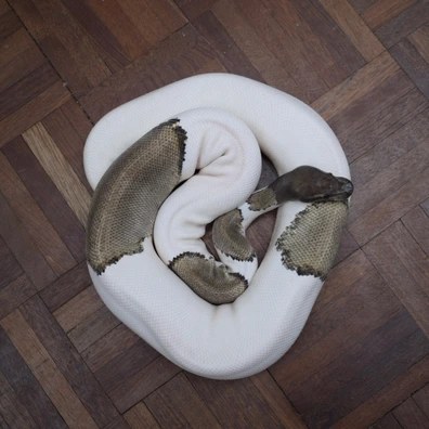Mojave Pied Ball Python - female for sale from Alex’s Exotics