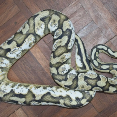 Hypo Pastel Calico Ball Python - female for sale from Alex’s Exotics