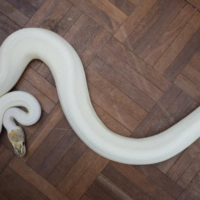 Fire Special Pied 66% Het Ghost Ball Python - male for sale from Alex’s Exotics