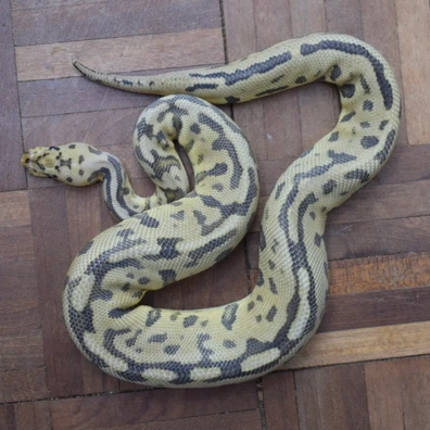 Batman ‘dinker’ Pair Ball Python - unknown for sale from Alex’s Exotics