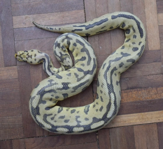Batman ‘dinker’ Pair Ball Python by Alex’s Exotics