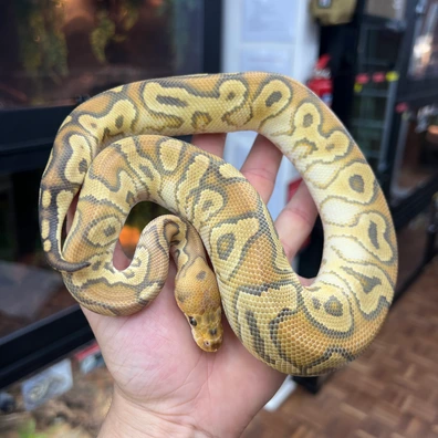 Cypress Clown Combo Ball Python - male for sale from Alex’s Exotics