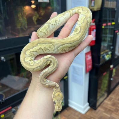 Cypress Clown Combo Ball Python - female for sale from Alex’s Exotics