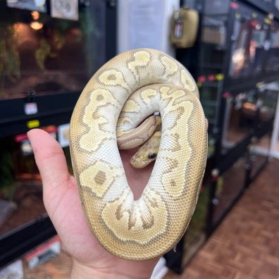Cypress Clown Combo Ball Python - female for sale from Alex’s Exotics