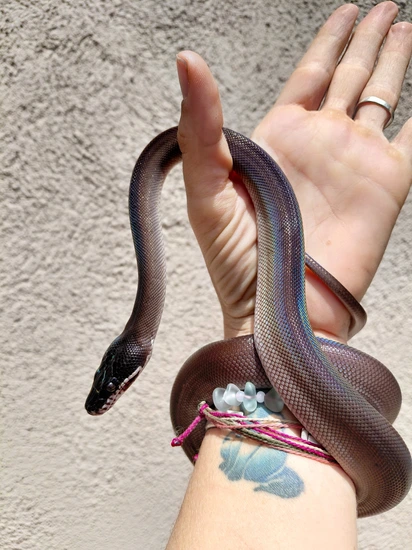Captive Bred Tame Southern White Lipped Python Female White-Lipped ...